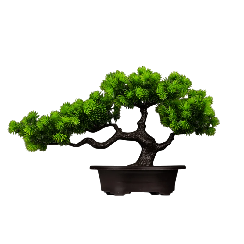 Stylish Bonsai Tanhai Pine 22x36 VibeSpace